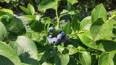 Какво е боровинката и условия за успешното и отглеждане - Videoclip.bg