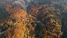 Камен Тодоров – „Гората и кучето“ (поезия) - Videoclip.bg