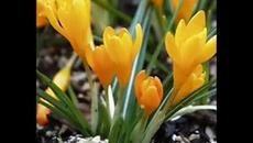 Честита Първа Пролет!. - Videoclip.bg