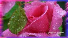 Музыка Серж Квадрадо  -  Ах, этот Розовый вальс! - Videoclip.bg