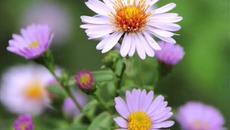 Честита първа пролет 2023 г. от mentos приятели - Videoclip.bg