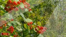 Ирина Круг  -  Одинокая калина . - Videoclip.bg