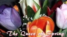 Честита Първа Пролет (first Spring) 2014 с Music E. Cortaza - Videoclip.bg