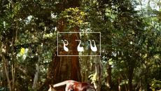 [sun thru trees] - Videoclip.bg