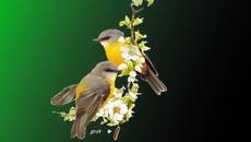 Честита Първа Пролет (first Spring) 2014 с Music This Time - Videoclip.bg