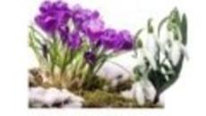 Първа Пролет е дошла! Мое мъничко кокиче, ти ми носиш пролетта! - Videoclip.bg