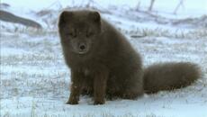 Дикая природа Скандинавии : Исландия / Wild Scandinavia : Iceland | HD | - Videoclip.bg