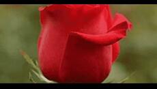 ЖЕНАТА-РОЗА (Версия втора) - Videoclip.bg