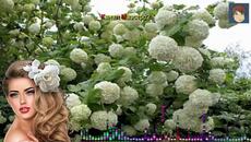 Сборник Шансон!!! Обалденные красивые песни для души!!! - Videoclip.bg