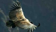 kondorov let - trubaci - Videoclip.bg