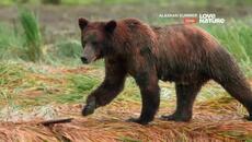 Лето на Аляске - Лято в Аляска - руски научно-популярен документален филм - Videoclip.bg