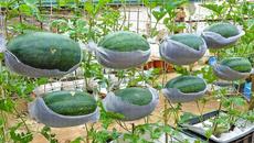 Growing watermelon hanging hammock for beginners, Fruit is big and sweet - Videoclip.bg