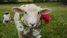 В очакване на Гергьовден 2023 г. - Videoclip.bg