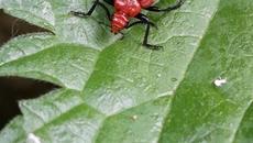 Bright Red Scarlet Lily Beetle - Videoclip.bg