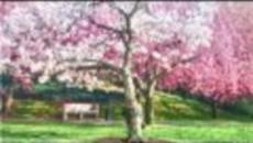 Първа пролет е! Честита Първа Пролет от България! "Пролет е вече блеснала" - Videoclip.bg