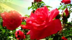 Солнце и Розы - Videoclip.bg