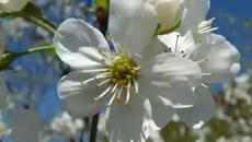 Първа Пролет е! Честита Първа пролет,приятели! - Videoclip.bg