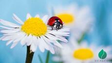 ЛЕТО  монтаж А.Нельсон - Videoclip.bg