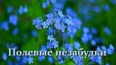 Денис Стальнов - Полевые незабудки! - Videoclip.bg