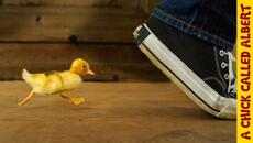 How To Make A Duckling Follow You - Videoclip.bg