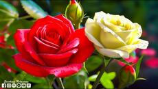 Музыка Сергей Чекалин! Сборник невероятно красивой музыки для души! релакс видео... шикарная музыка - Videoclip.bg