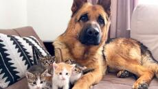 Немска овчарка е атакувана от сладки малки котенца - Videoclip.bg