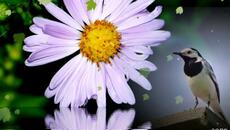 Изумительно - красивая мелодия для души... Сергей Чекалин – Падают листья - Videoclip.bg