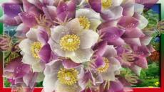 ВЛАДИМИР ЦВЕТАЕВ   -   УЛЫБАЙСЯ. - Videoclip.bg