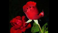 ЕДНА БЪЛГАРСКА РОЗА - Videoclip.bg