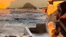 Събития с животни - Videoclip.bg