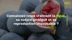 Ceci n'est pas un fruit : connaissez-vous vraiment la figue, sa nature ambiguë et sa reproduction improbable ? - Videoclip.bg