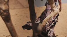 Tanja Ristivojevic – Buka (Official Video 2023) - Videoclip.bg