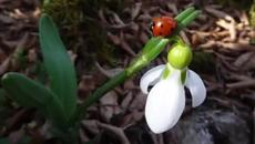 Мое мъничко кокиче,ти ми носиш пролетта ! - Videoclip.bg