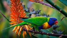 Красивые -  экзотические птицы - Videoclip.bg