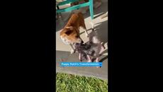 Събития и спасяване на животни, които имат злощастна съдба - Videoclip.bg