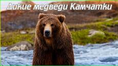 Дикие медведи Камчатки (4K) - Videoclip.bg