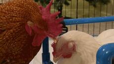 Rooster falls in love with disabled chick - Videoclip.bg