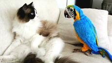 When Your Cat Is Obsessed With His Tiny Love Bird - Videoclip.bg