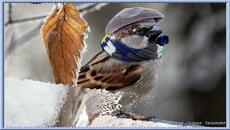 Моим любимым друзьям!!! Видео зарисовка....вот и зима... - Videoclip.bg