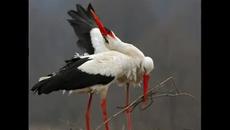 Пролетно пробуждане-Spring awakening - Videoclip.bg