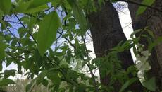 Природы Благодать под Прекрасную Мелодию Сергея Чекалина! - Videoclip.bg