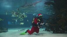 Дядо Коледа украси елха в огромен аквариум с акули в Будапеща (ВИДЕО) - Videoclip.bg