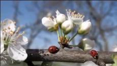 'Пролет е вече блеснала' детска пролетна песен - Videoclip.bg