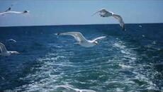 Виктор Бекк    -    Не спешите года - Videoclip.bg