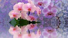 ❤️ Розови орхидеи ... (Music by Sergey Grischuk) ❤️ - Videoclip.bg