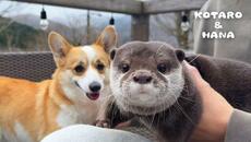 Видри - Videoclip.bg