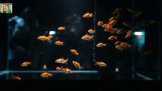 Άννα Βίσση - Χρυσόψαρα - златна рибка - Videoclip.bg