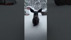 Елени в дълбок сняг близо до къща - Deer in backyard with 4 feet of new snow #short - Videoclip.bg