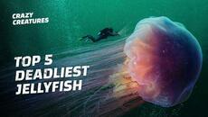 The Top 5 Deadliest Jellyfish - Videoclip.bg
