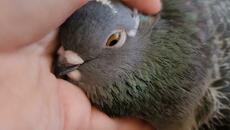 How do you know you have a happy pigeon? - Videoclip.bg